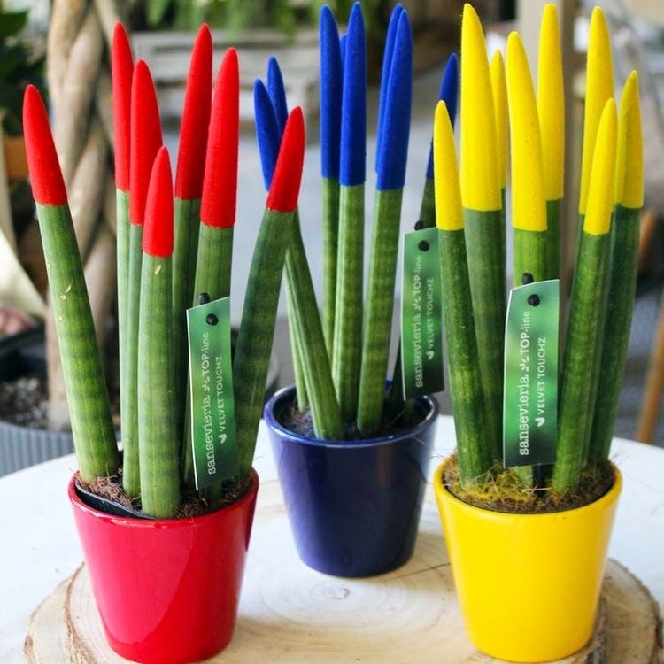 Sansevieria TOP-line - Velvet Touchz® medium, In Geschenkbox, Lila Sansevieria TOP-line - Velvet Touchz® medium, In Geschenkbox, Lila