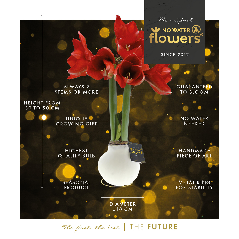 No Water Flowers® - Printz Wonderful Xmas mix, Ohne Verpackung