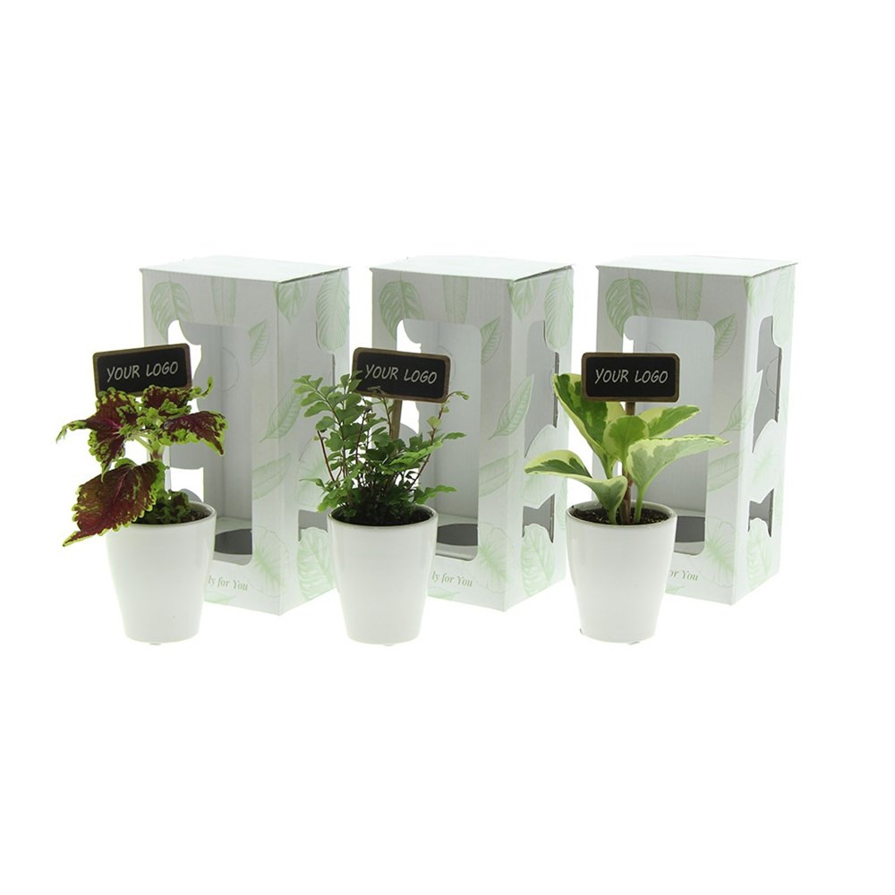 ChalkNotes® - Green mix, Ohne Verpackung ChalkNotes® - Green mix, Ohne Verpackung