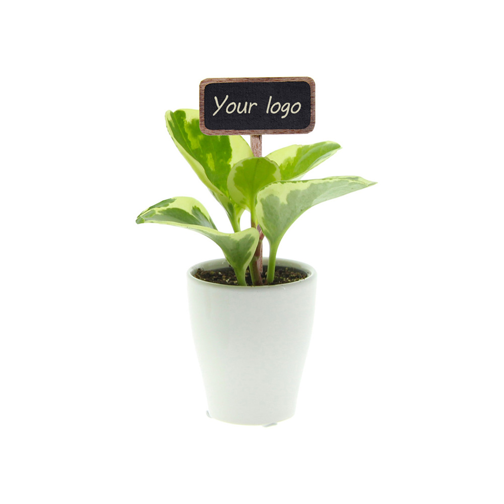 ChalkNotes® - Green mix