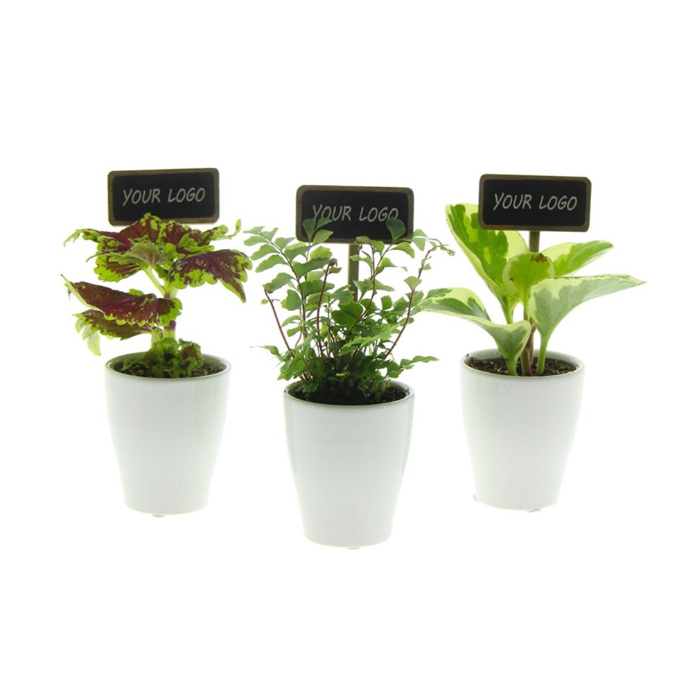 ChalkNotes® - Green mix, Ohne Verpackung ChalkNotes® - Green mix, Ohne Verpackung