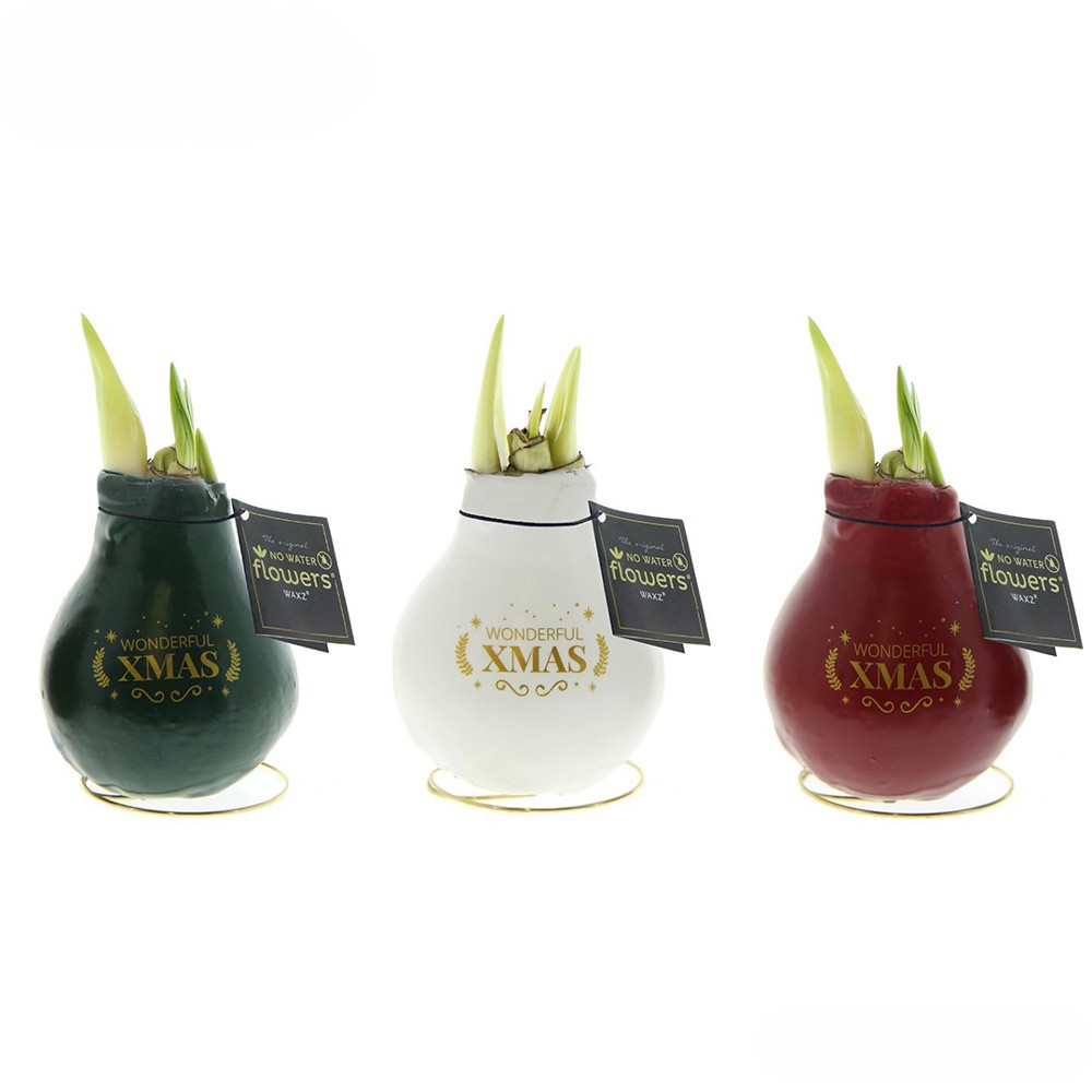 No Water Flowers® - Printz Wonderful Xmas mix