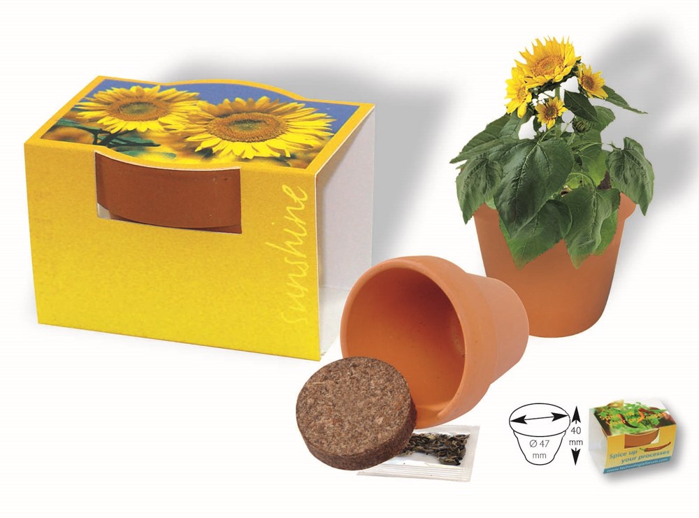 Tontöpfchen Sonne, Zwergsonnenblume, inkl. Digitaldruck 1-4/0 c