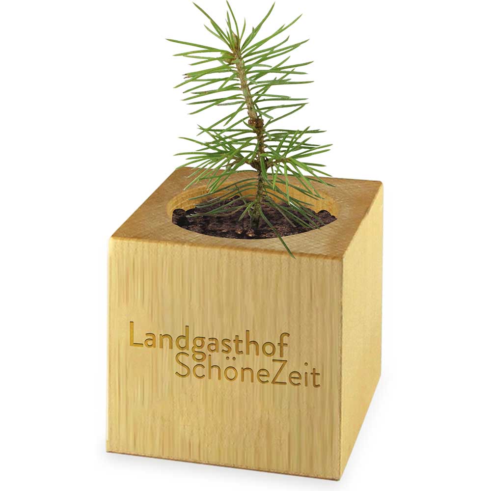 Pflanz-Holz Maxi Xmas mit Fichtensamen - individuell