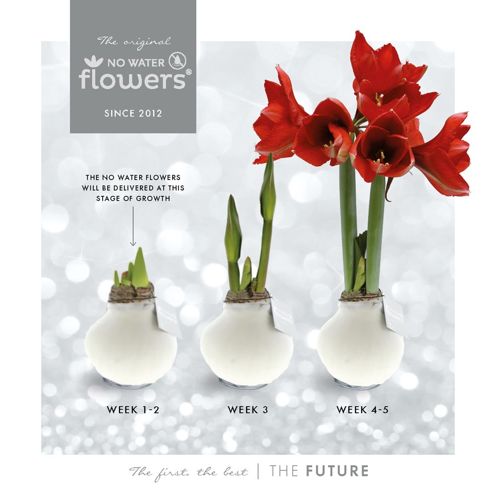 No Water Flowers® - Art, In einer Geschenktüte No Water Flowers® - Art, In einer Geschenktüte