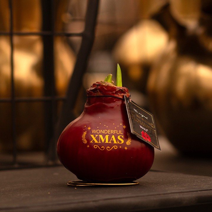 No Water Flowers® - Printz Wonderful Xmas mix, Ohne Verpackung