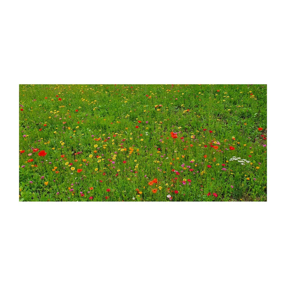 Bienenweide im Oster-Eierkarton Blumen Bienenweide im Oster-Eierkarton Blumen