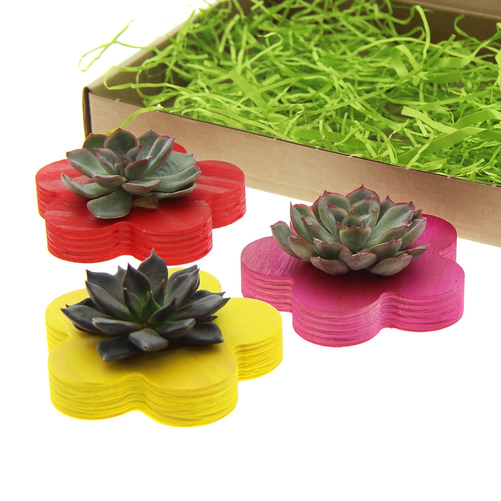 Tiny Treasurez® - Colourful blooms trio Tiny Treasurez® - Colourful blooms trio