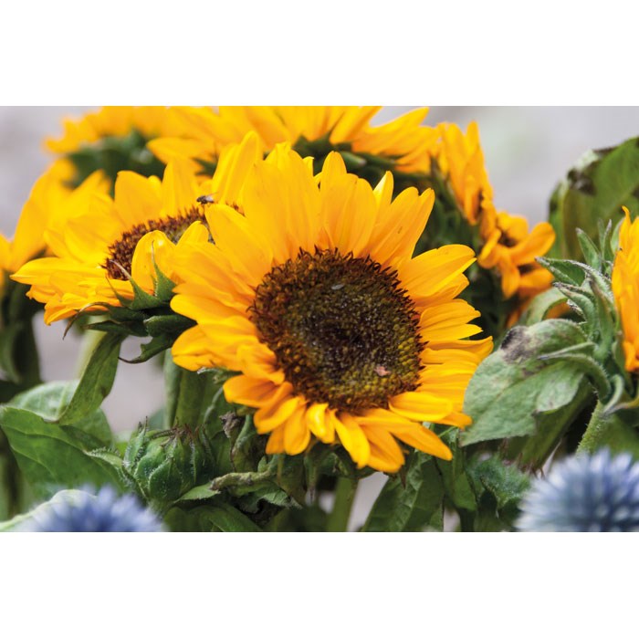 GIRASOL - Samen Sonnenblumen GIRASOL - Samen Sonnenblumen