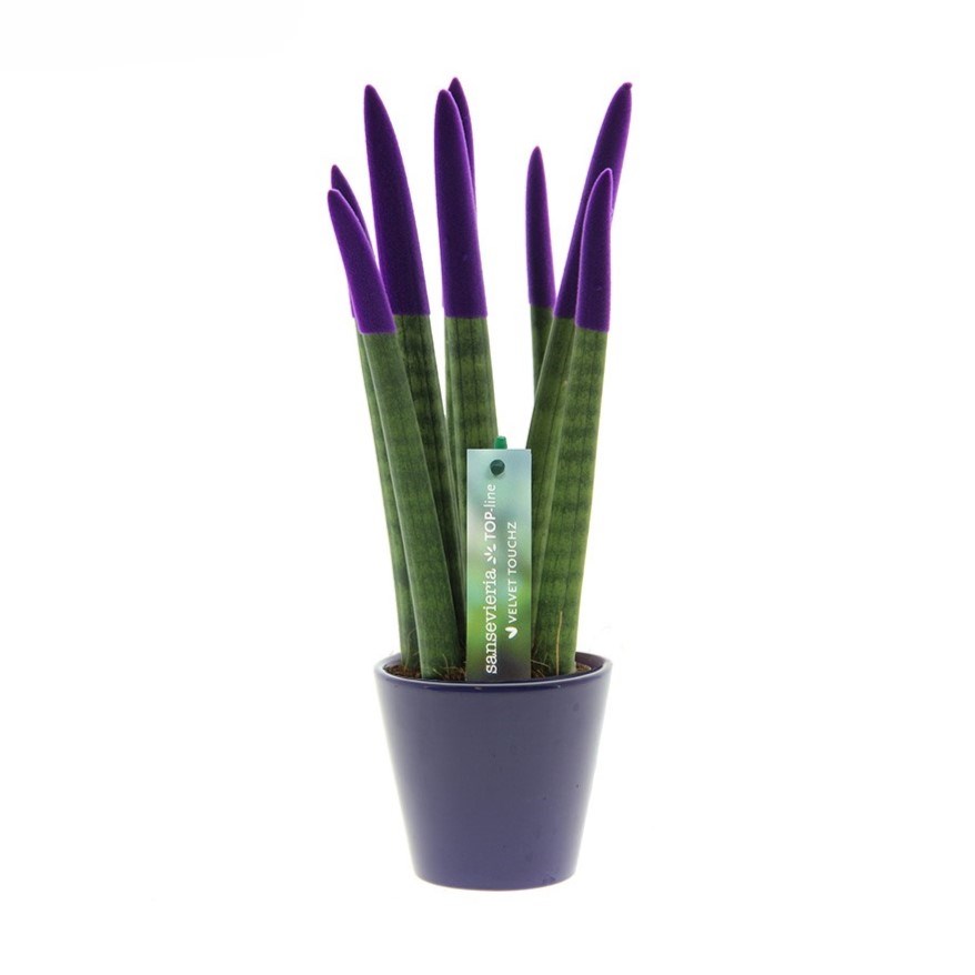 Sansevieria TOP-line - Velvet Touchz® medium, In Geschenkbox, Lila Sansevieria TOP-line - Velvet Touchz® medium, In Geschenkbox, Lila