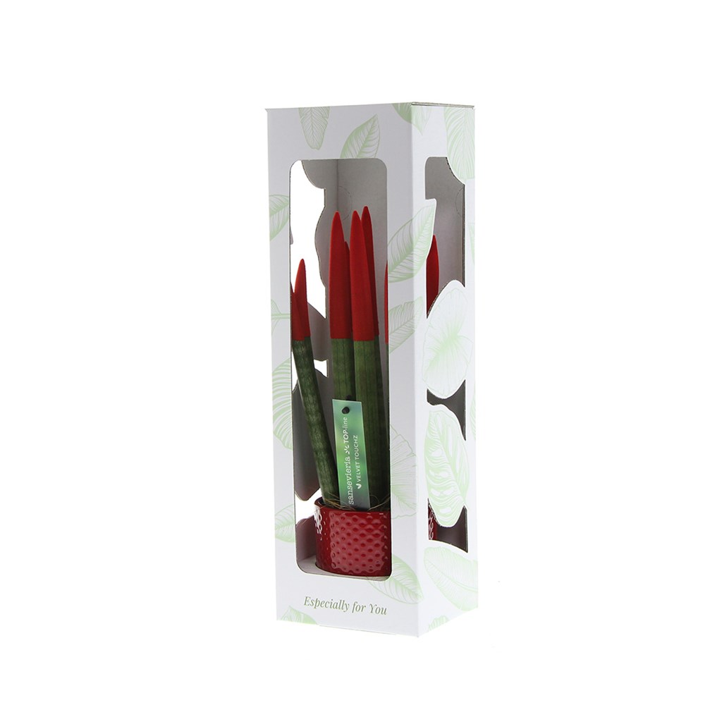 Sansevieria TOP-line - Velvet Touchz® medium, In Geschenkbox, Lila Sansevieria TOP-line - Velvet Touchz® medium, In Geschenkbox, Lila