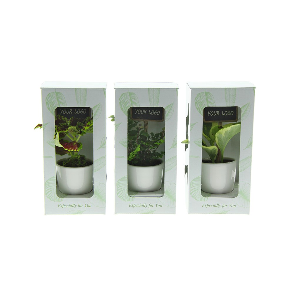 ChalkNotes® - Green mix, Ohne Verpackung ChalkNotes® - Green mix, Ohne Verpackung