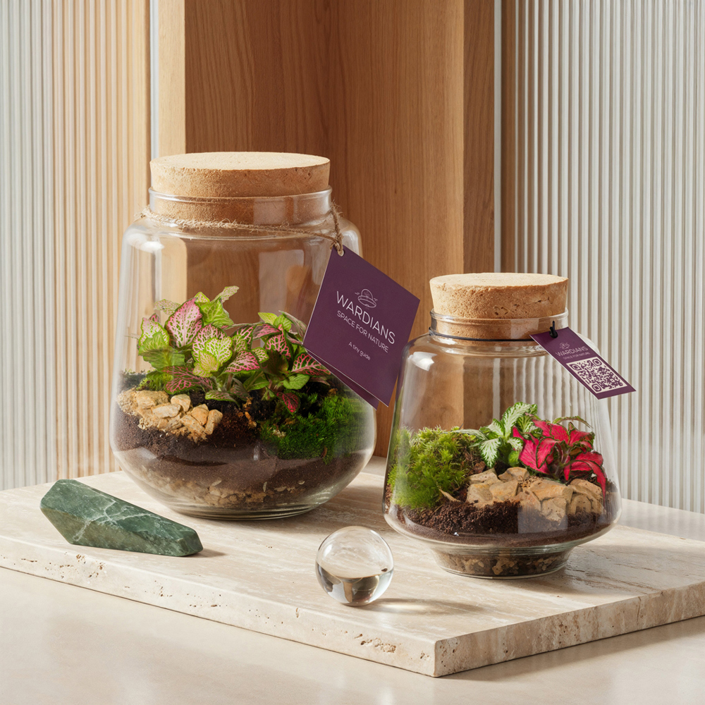 Wardians® Ecosystem - Conical small, In Geschenkbox