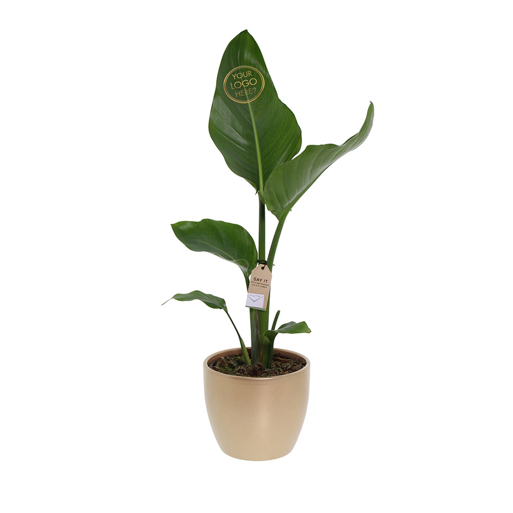 Message Printz® - Strelitzia small