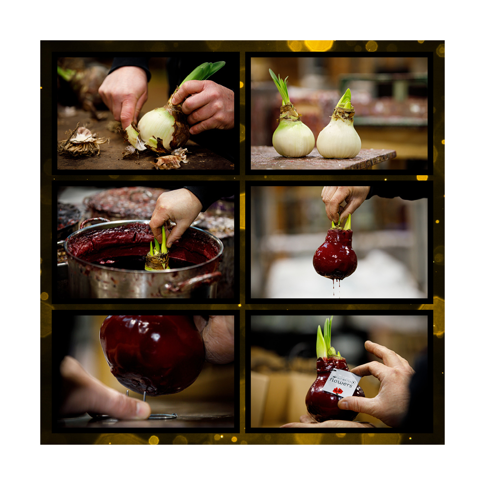 No Water Flowers® - Printz Wonderful Xmas mix, Ohne Verpackung